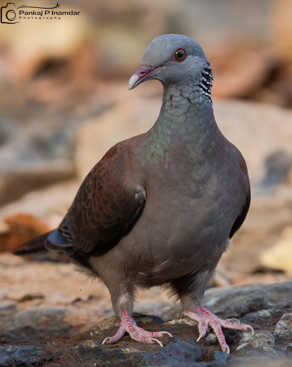 Nilgiri Wood-Pigeon - ML630632035