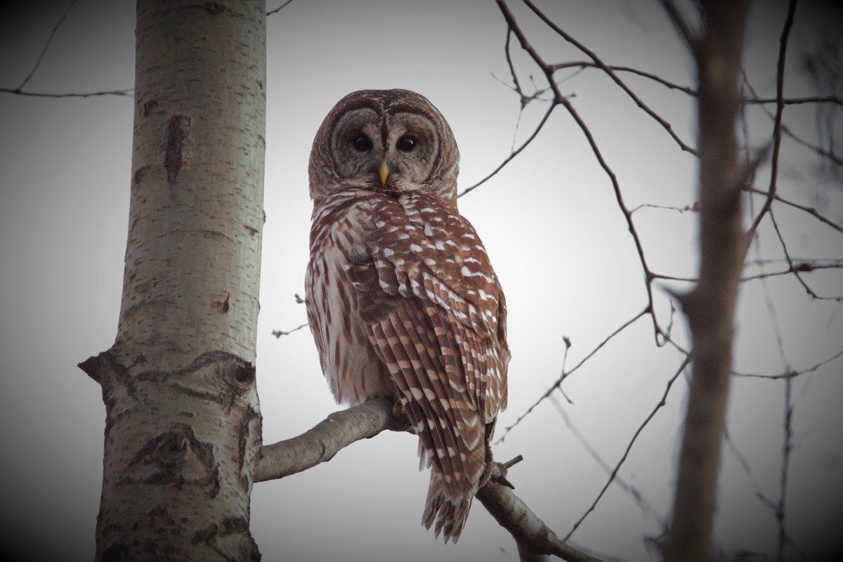 Barred Owl - ML630632156