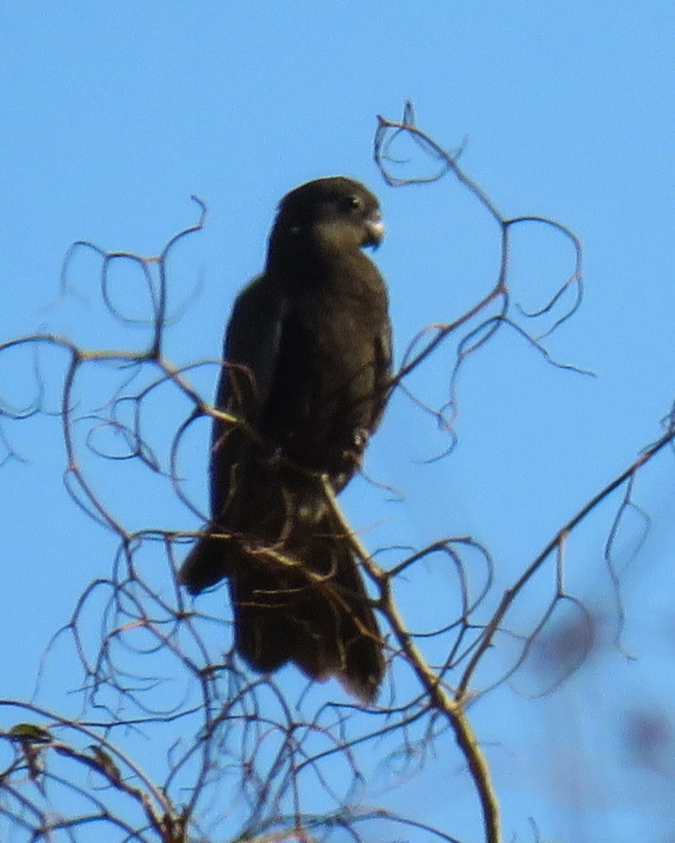 Greater/Lesser Vasa Parrot - ML630632161