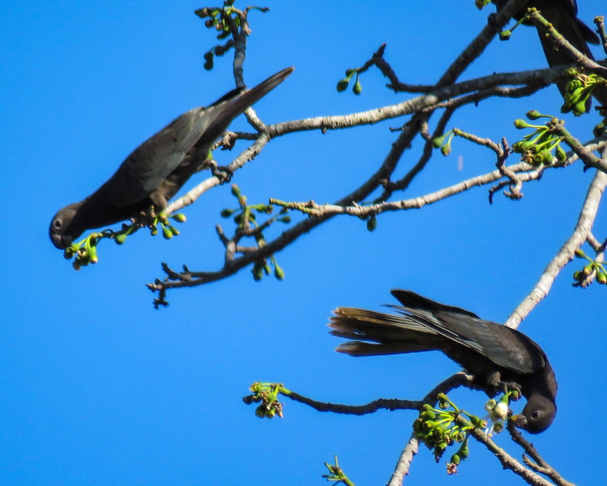 Greater/Lesser Vasa Parrot - ML630632163