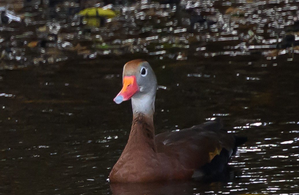 Black-bellied Whistling-Duck - ML630632758