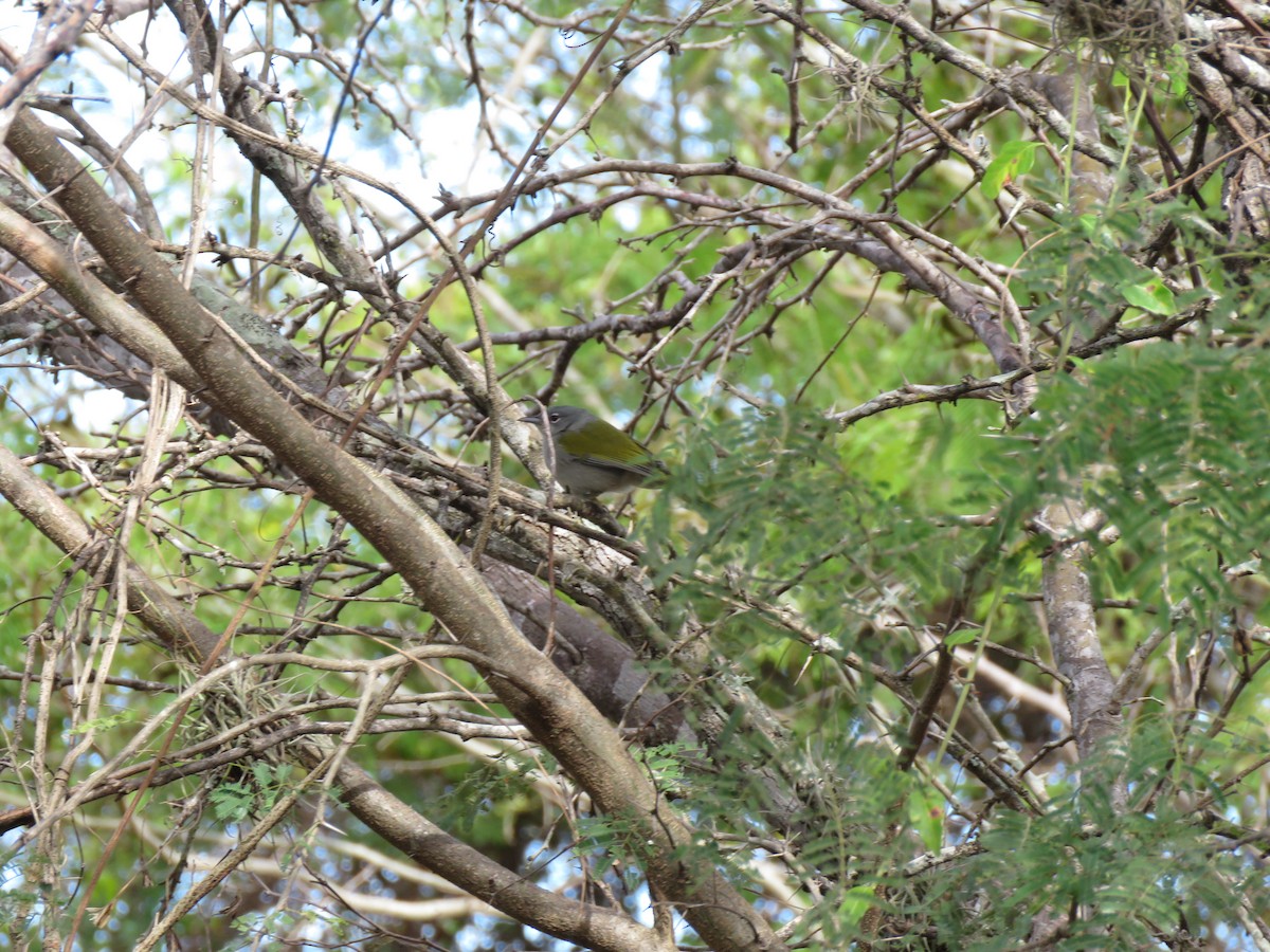 Green-tailed Warbler - ML630632839