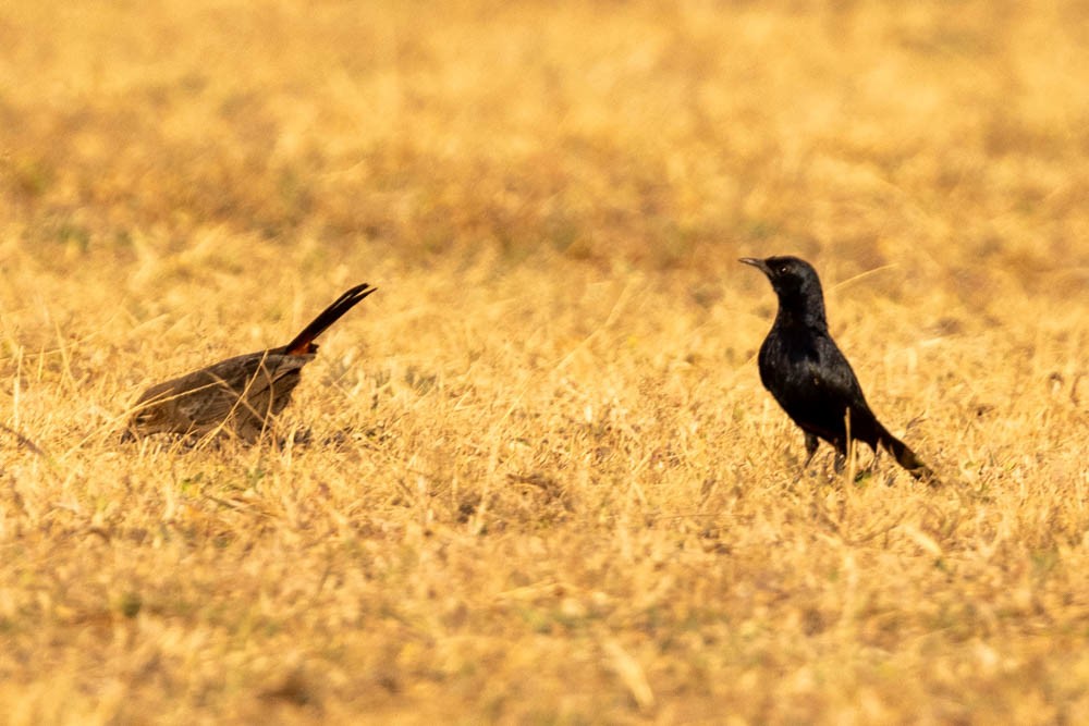 Indian Robin - ML630632844