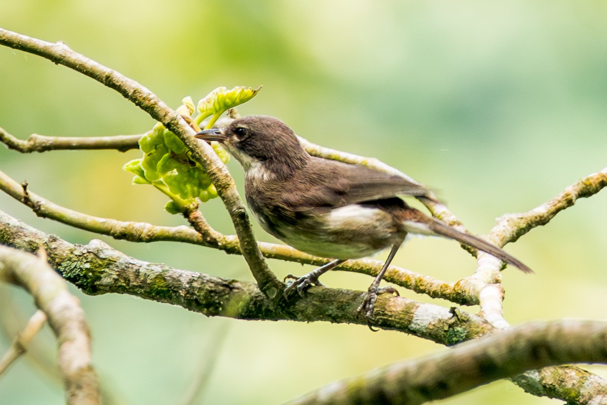 Dohrn's Thrush-Babbler - ML630632926
