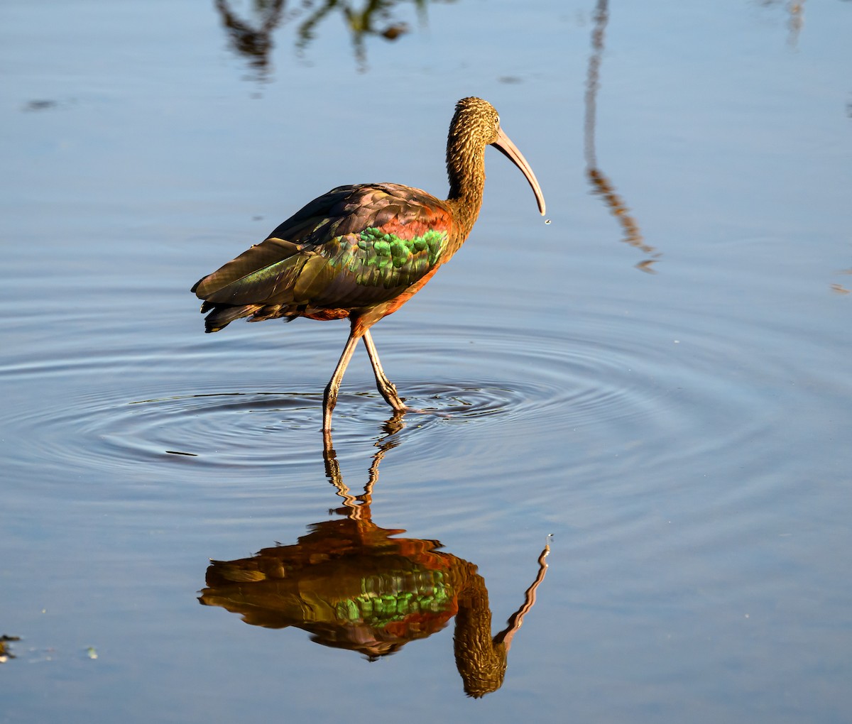 Glossy Ibis - ML630632936