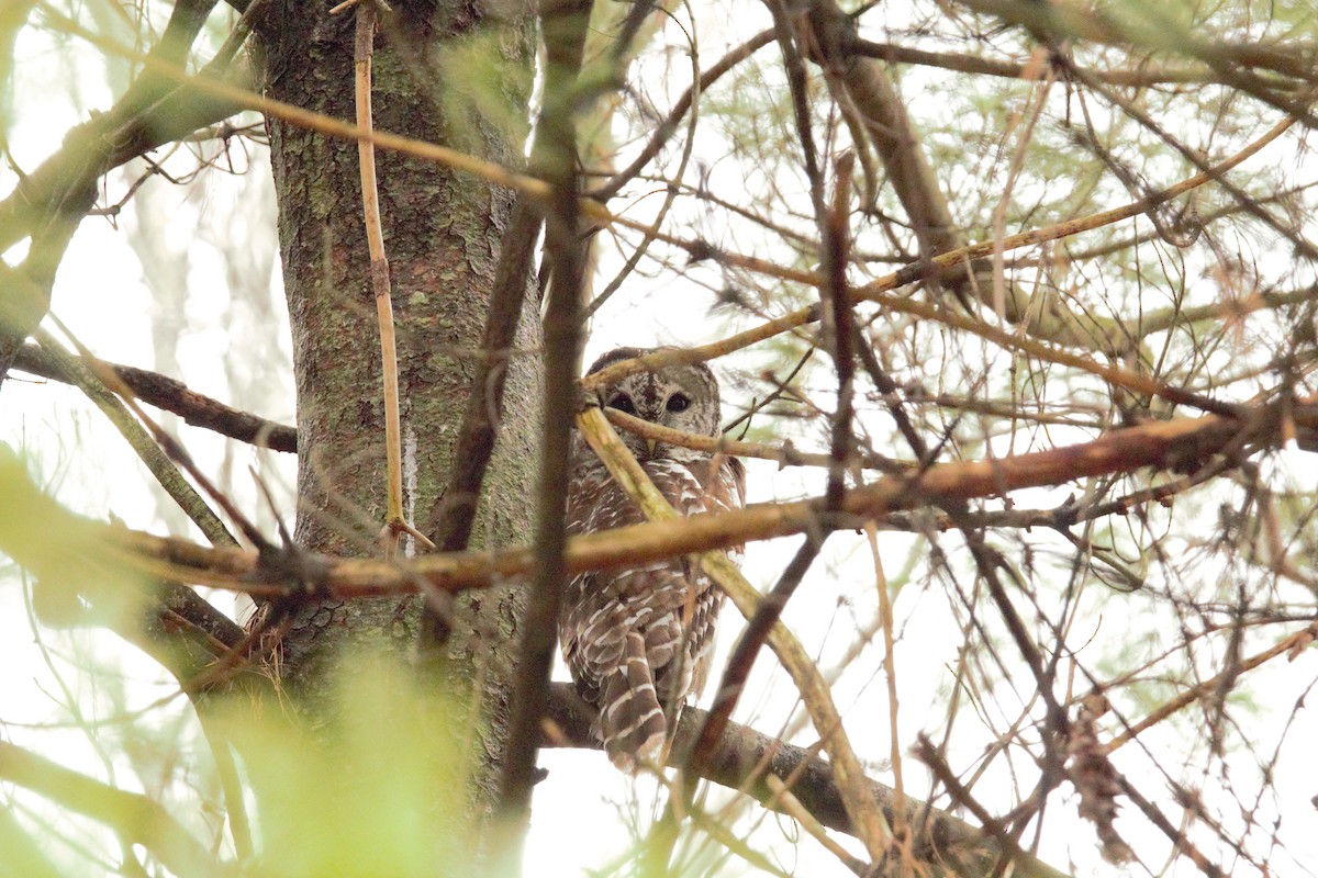 Barred Owl - ML630633044