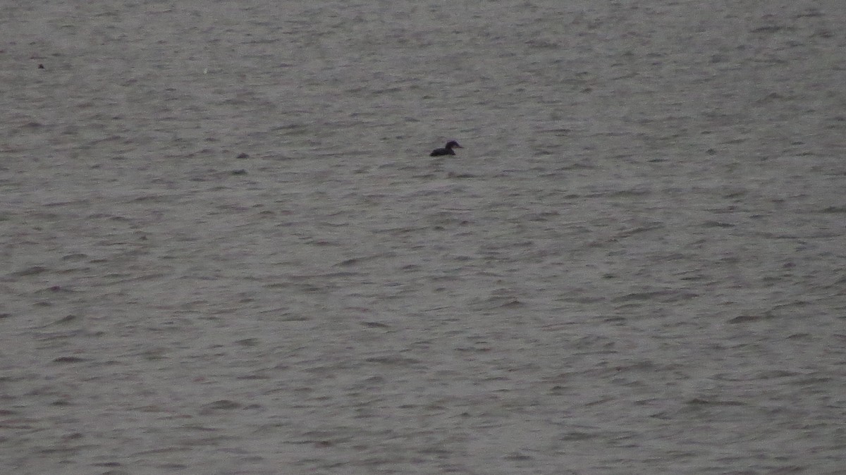 Common Loon - ML630633255