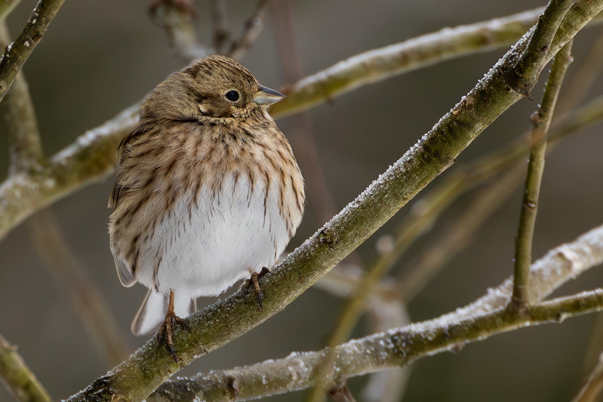 Pine Bunting - ML630633283