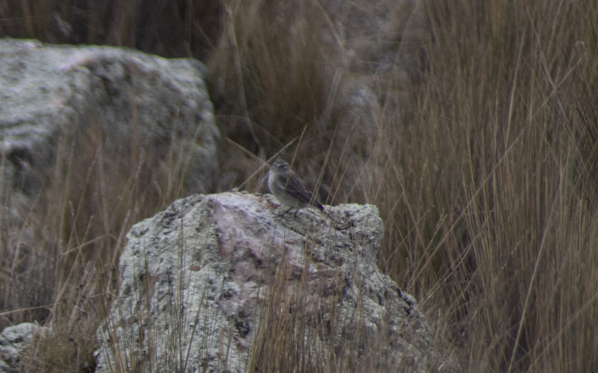 Ash-breasted Sierra Finch - ML630633334