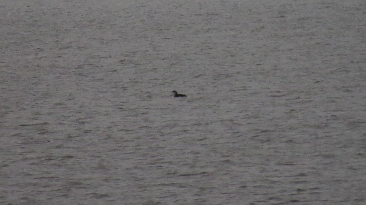 Common Loon - ML630633386