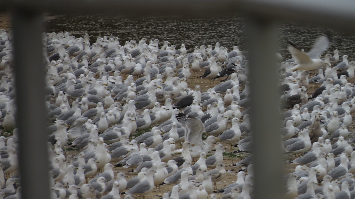 Lesser Black-backed Gull - ML630633446