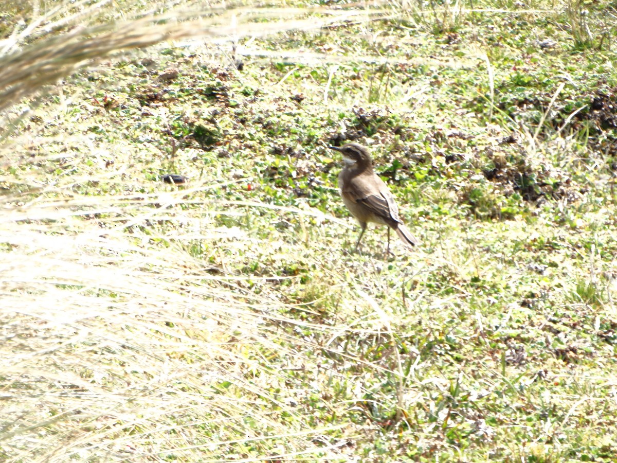 Chestnut-winged Cinclodes - ML630633464