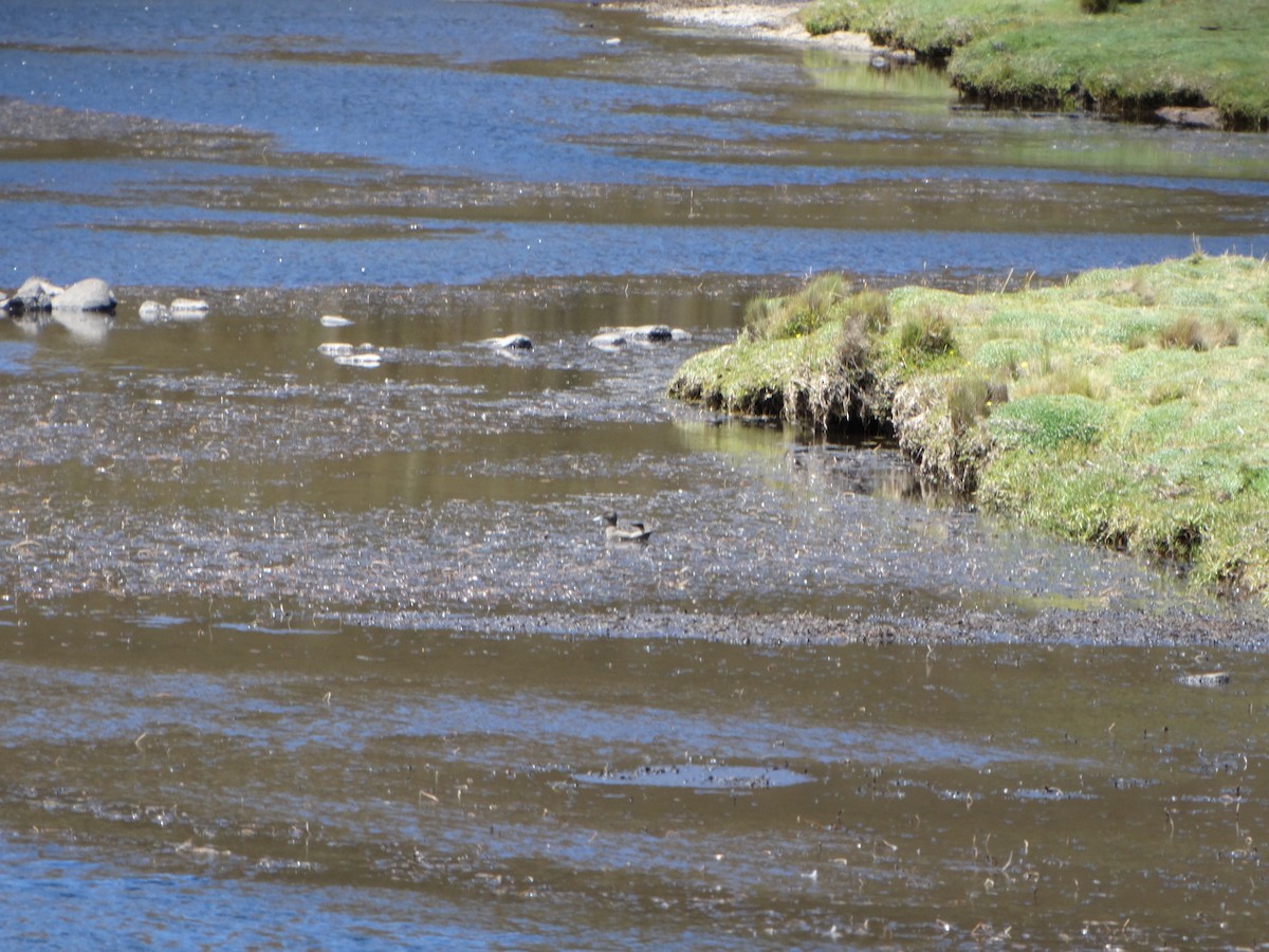 Andean Teal - ML630633468