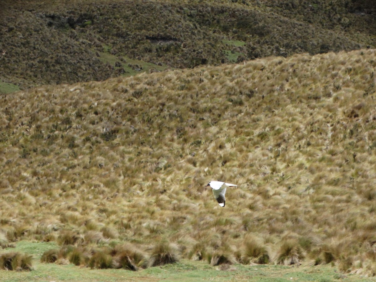 Andean Gull - ML630633478