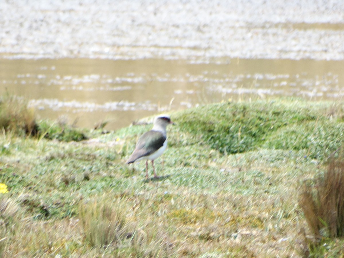 Andean Lapwing - ML630633482