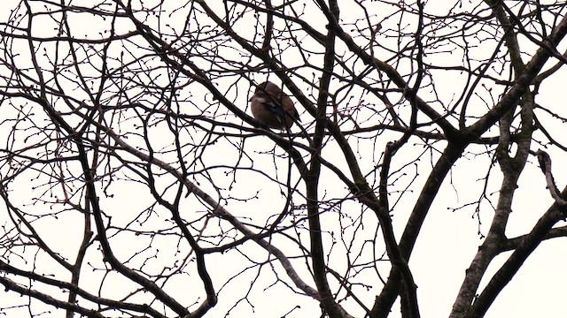 Hawfinch - ML630633568