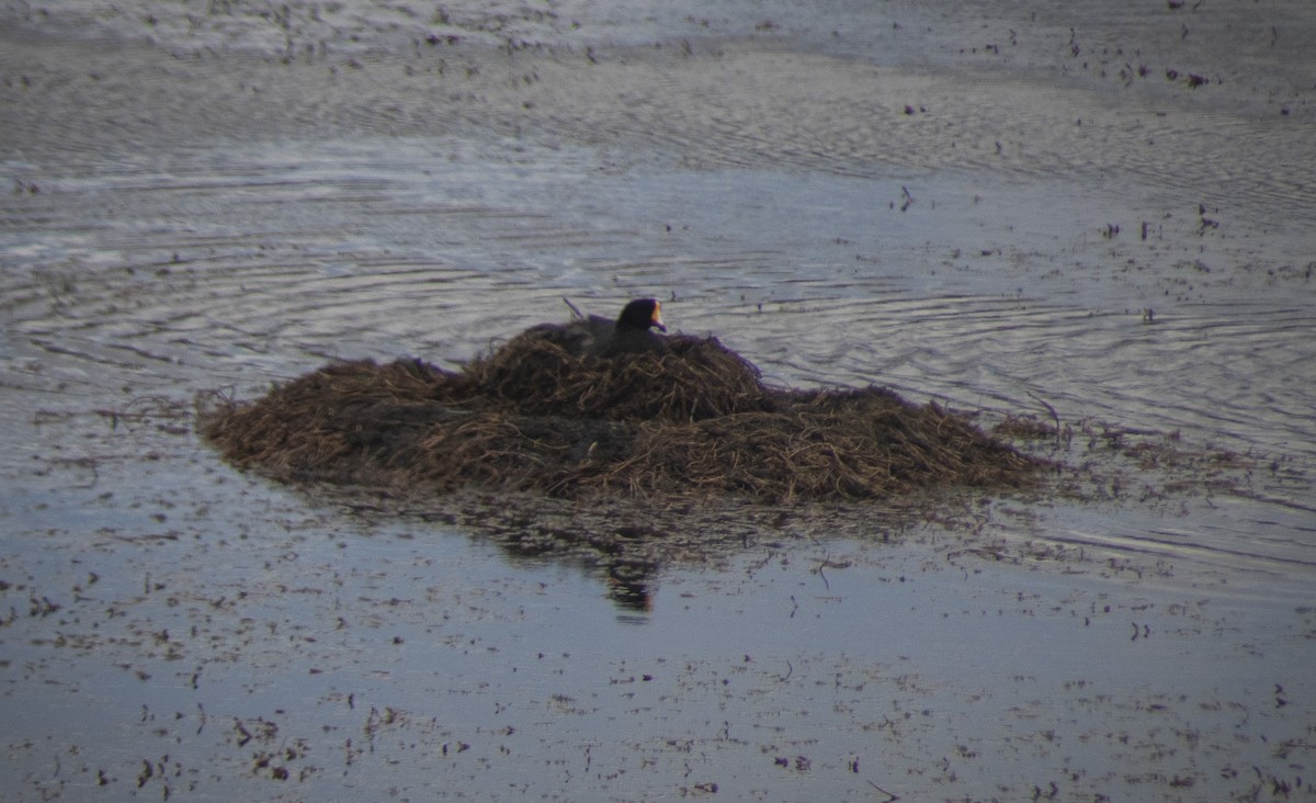 Giant Coot - ML630633646