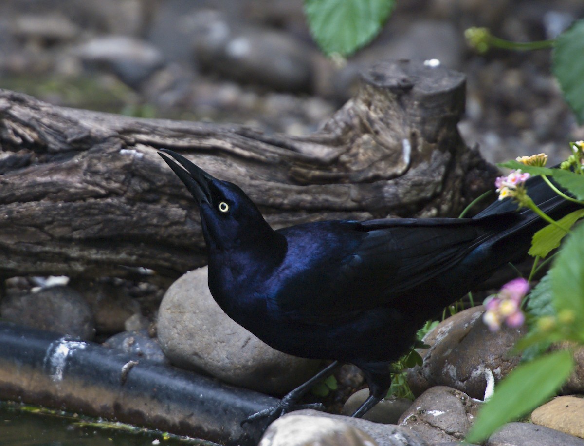 Great-tailed Grackle - ML630633653