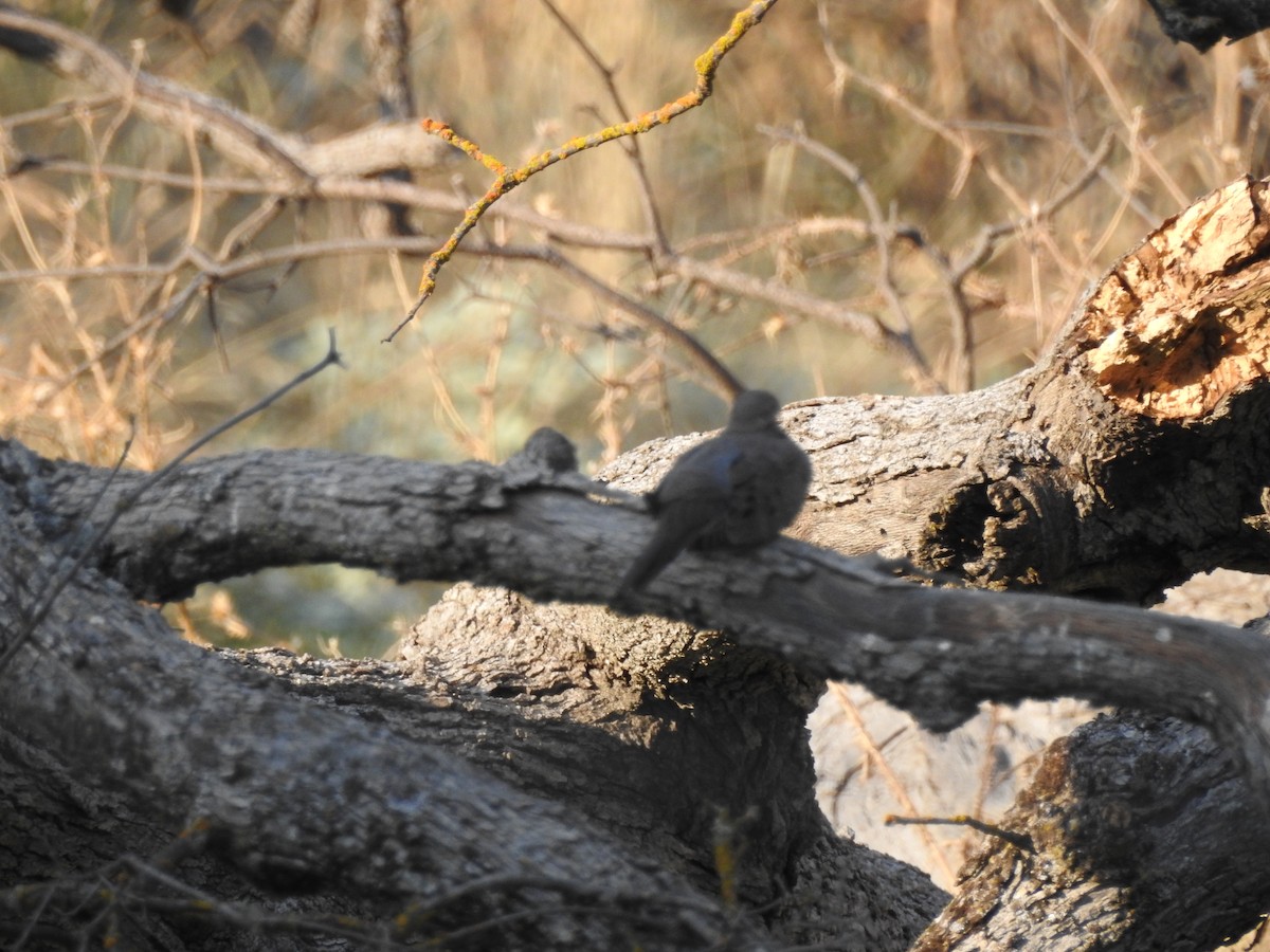 Mourning Dove - Karen McClure