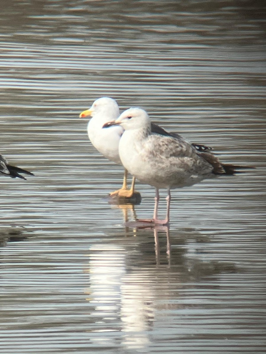 Caspian Gull - ML630633943