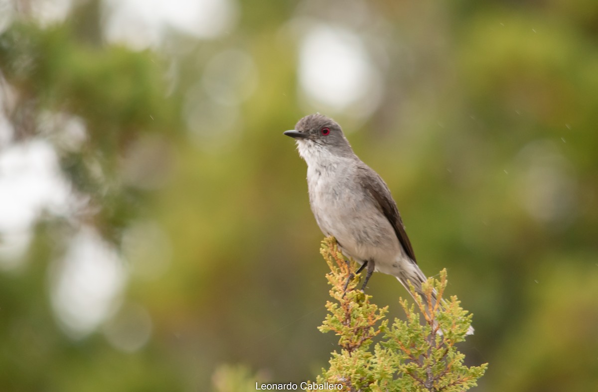 Fire-eyed Diucon - ML630633944