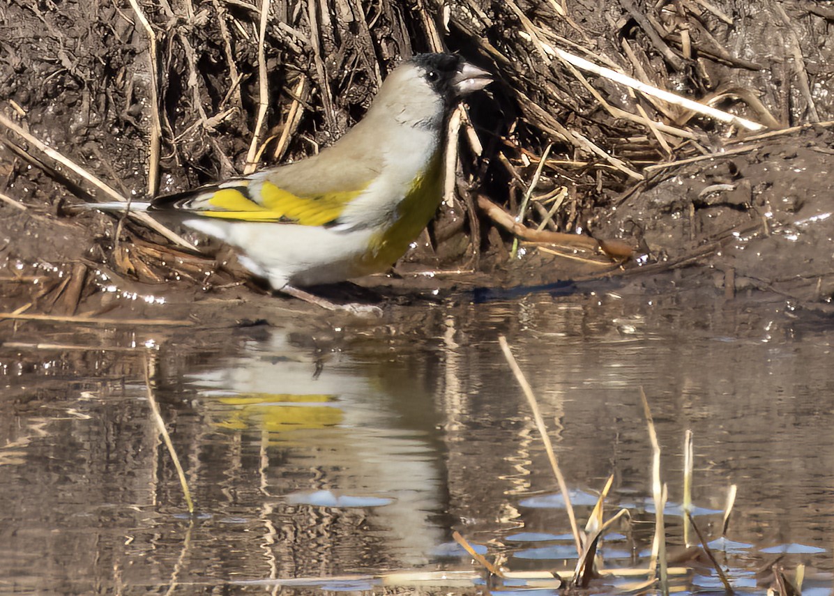 Lawrence's Goldfinch - ML630633949