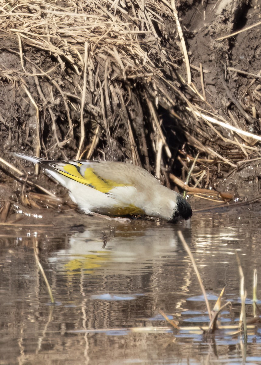Lawrence's Goldfinch - ML630633951