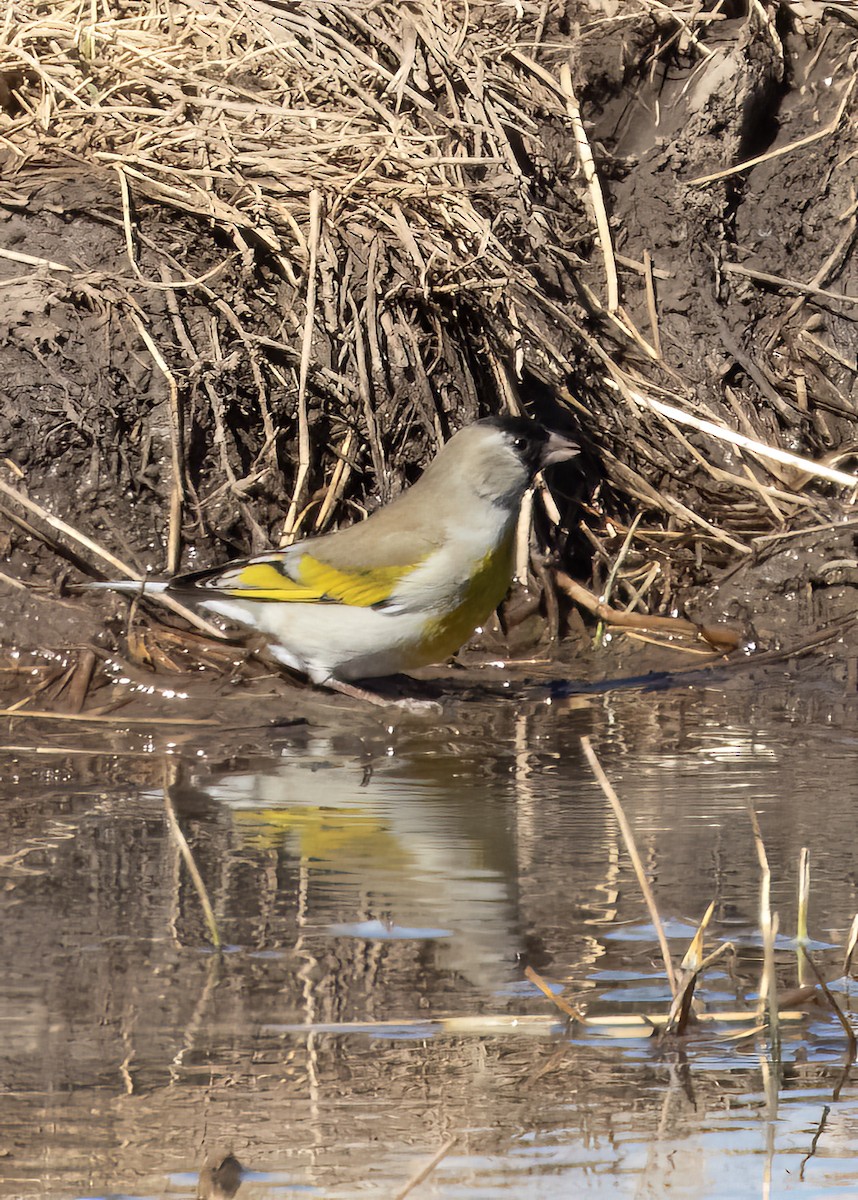 Lawrence's Goldfinch - ML630633952