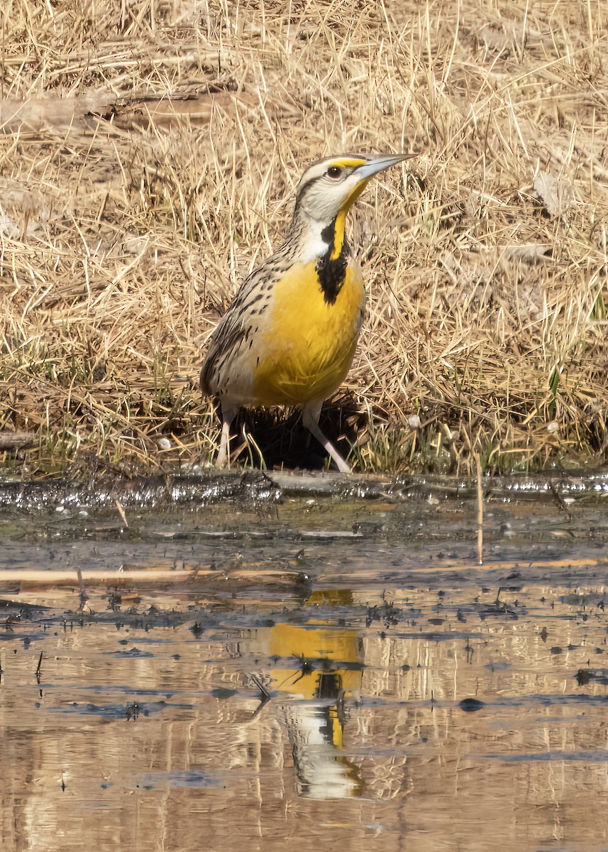 Chihuahuan Meadowlark - ML630633971