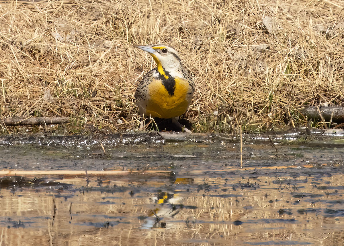 Chihuahuan Meadowlark - ML630633972