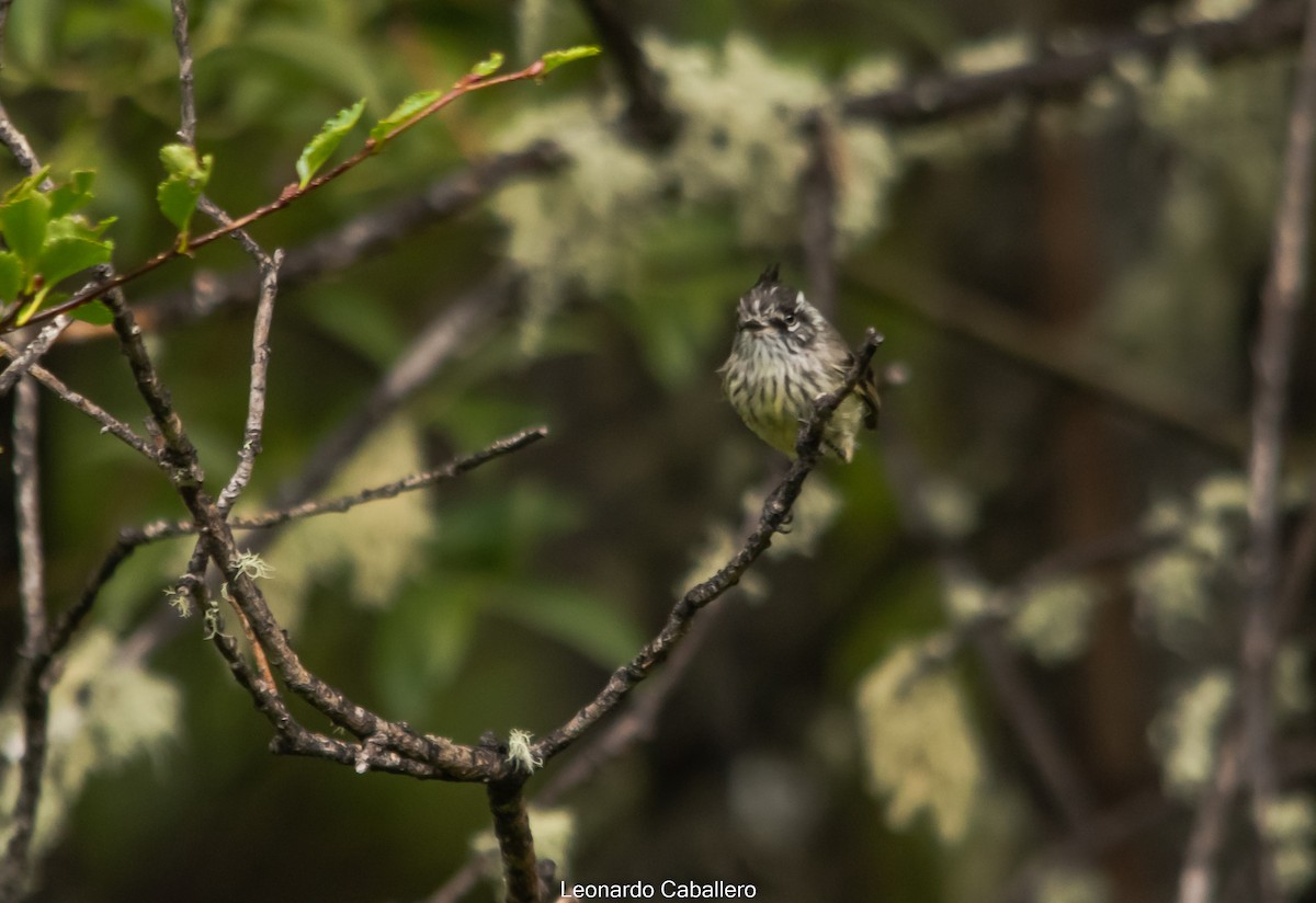 Tufted Tit-Tyrant - ML630634057