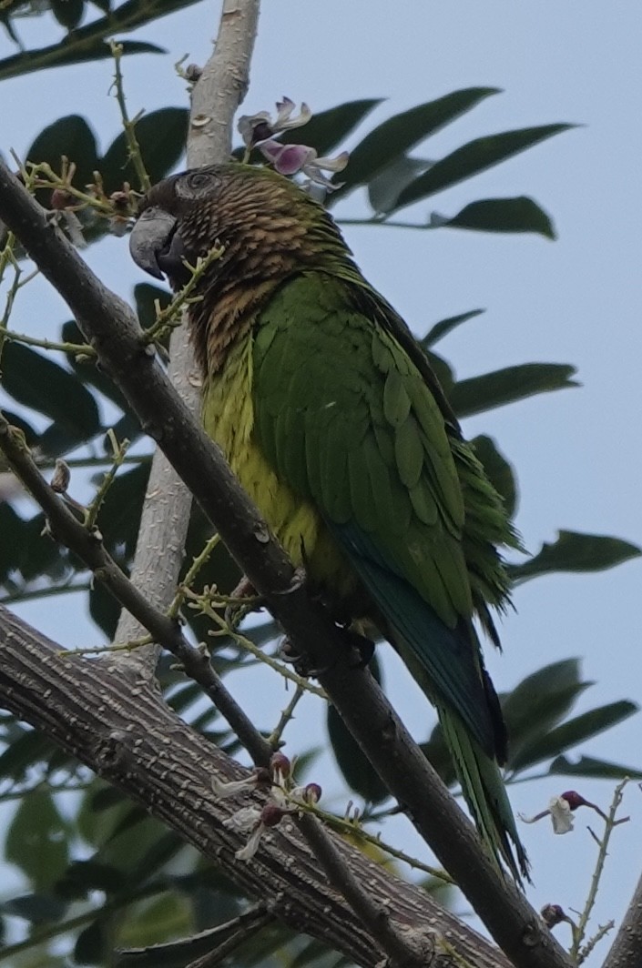 Brown-throated Parakeet - ML630634242