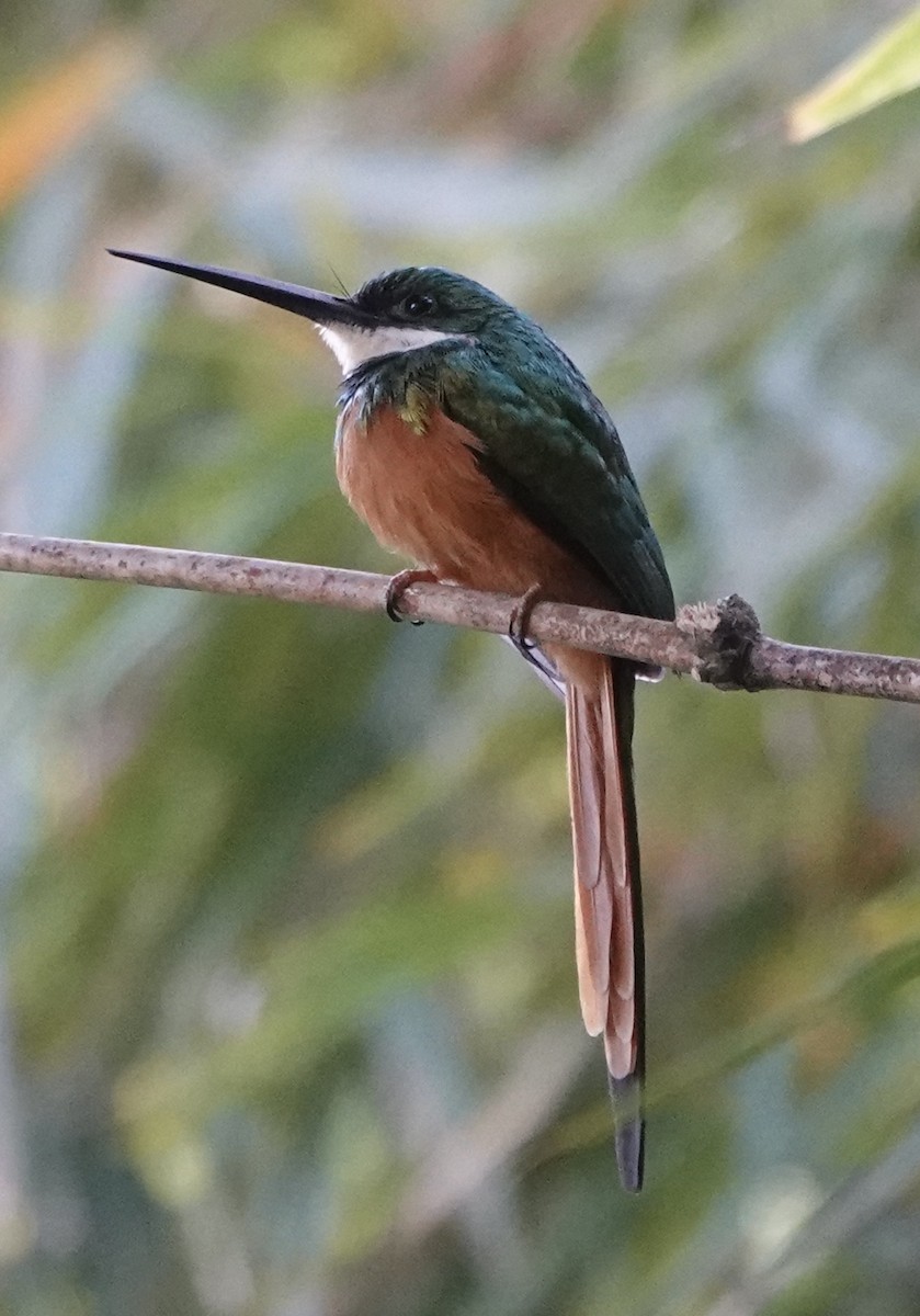 Rufous-tailed Jacamar - ML630634299