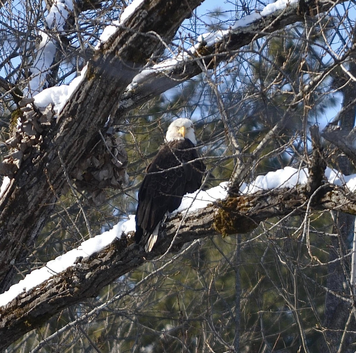 Bald Eagle - ML630634377