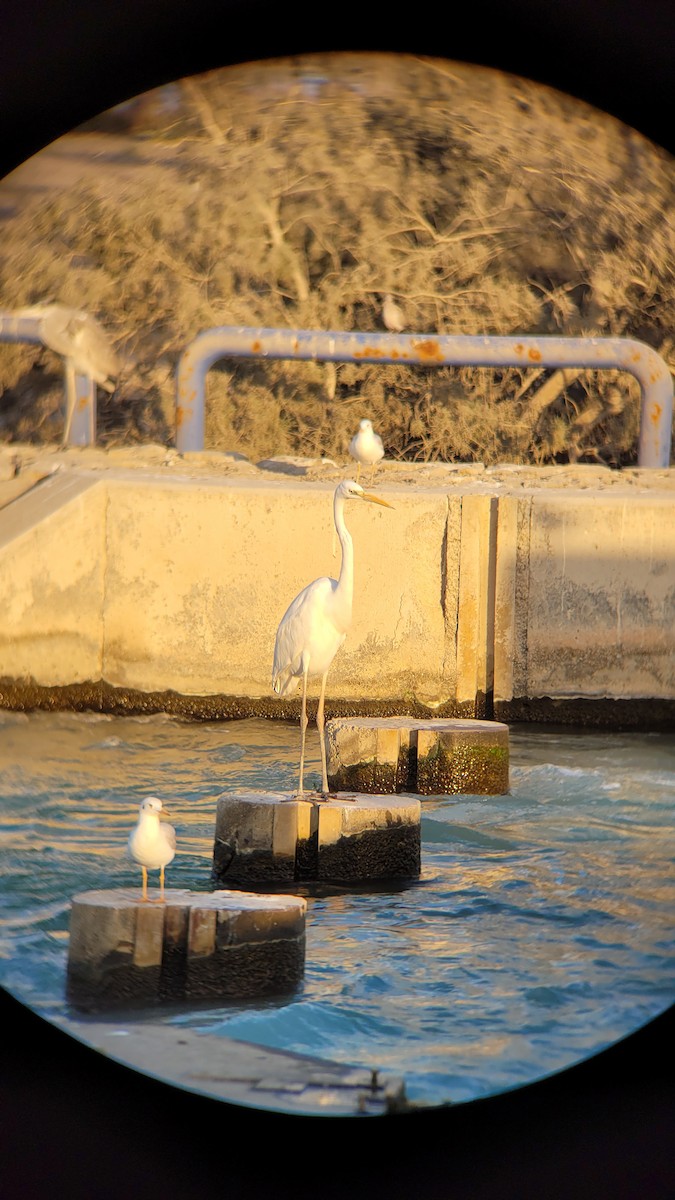 Цасч дэглий - ML630634398