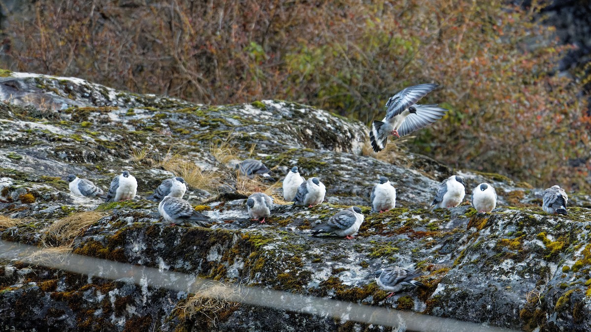 Snow Pigeon - ML630634463