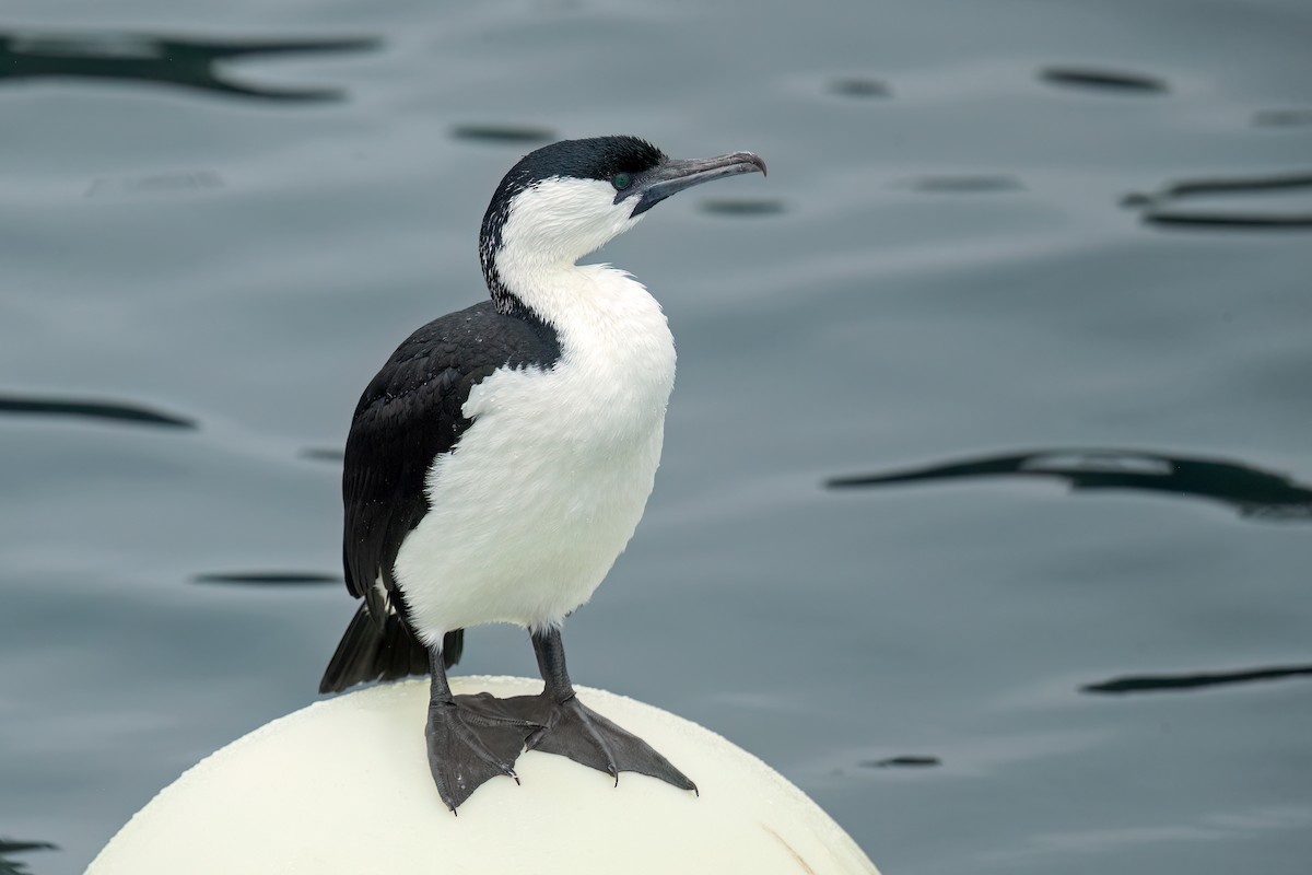 Black-faced Cormorant - ML630634464