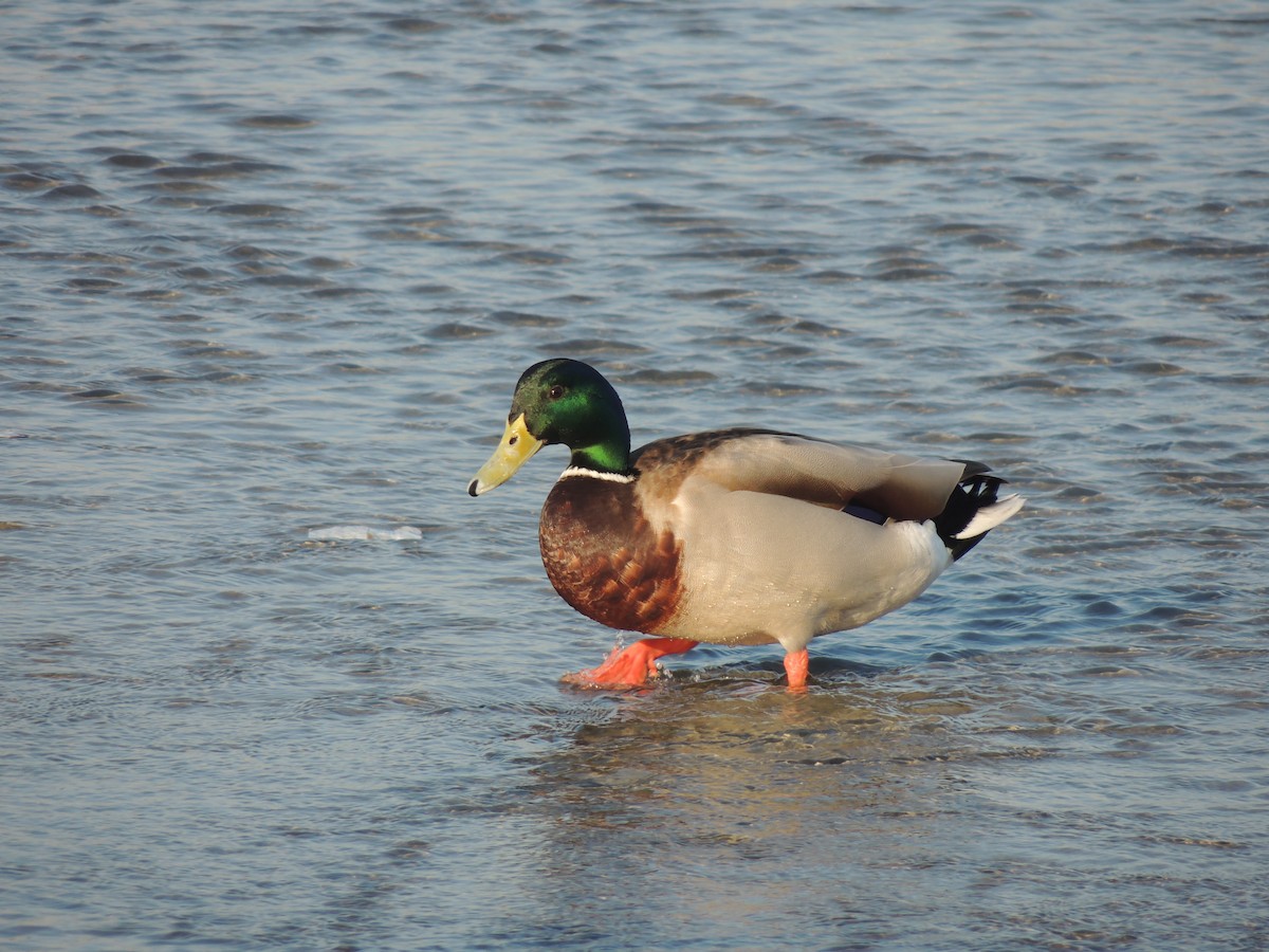 Зэрлэг нугас - ML630634489