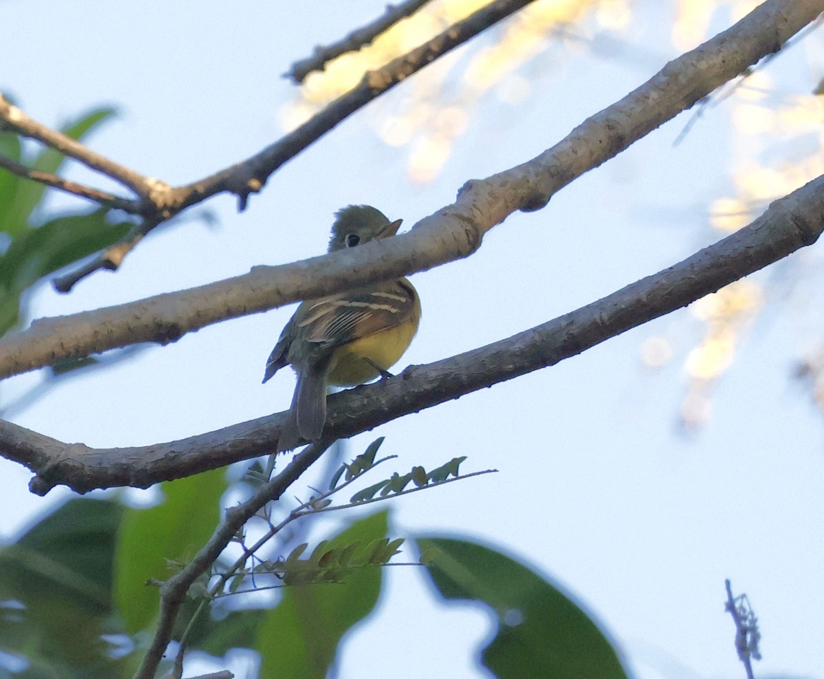 Western Flycatcher - ML630634496