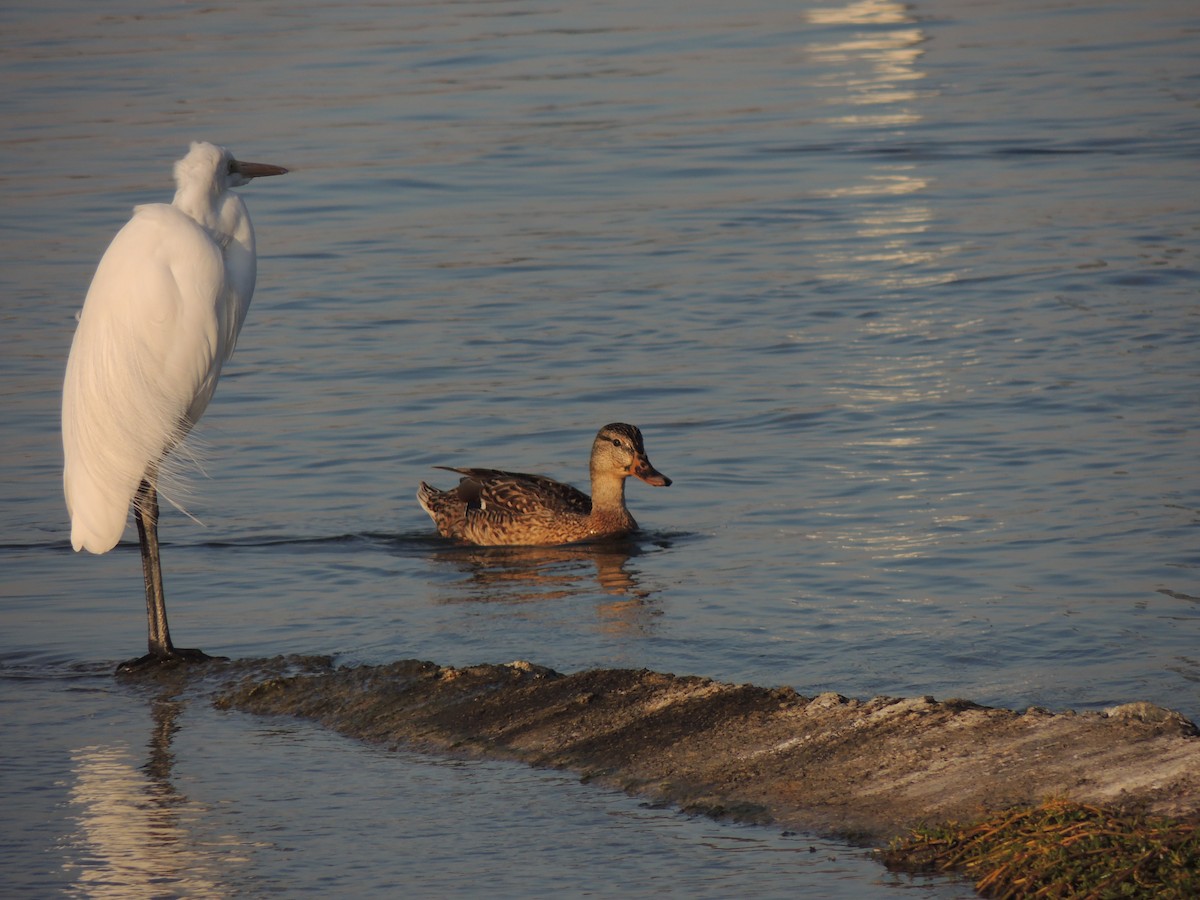 Зэрлэг нугас - ML630634502