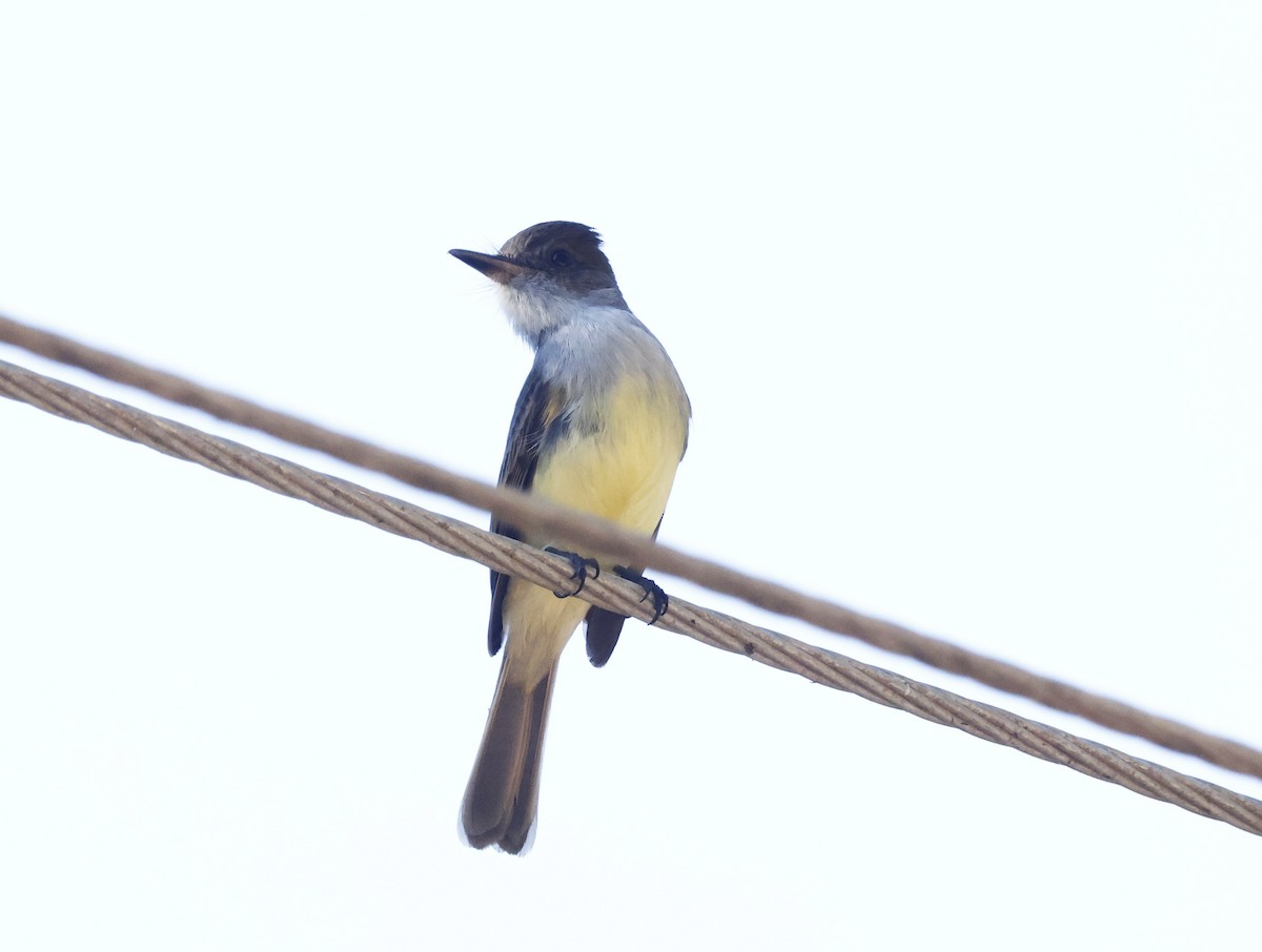 Dusky-capped Flycatcher - ML630634512
