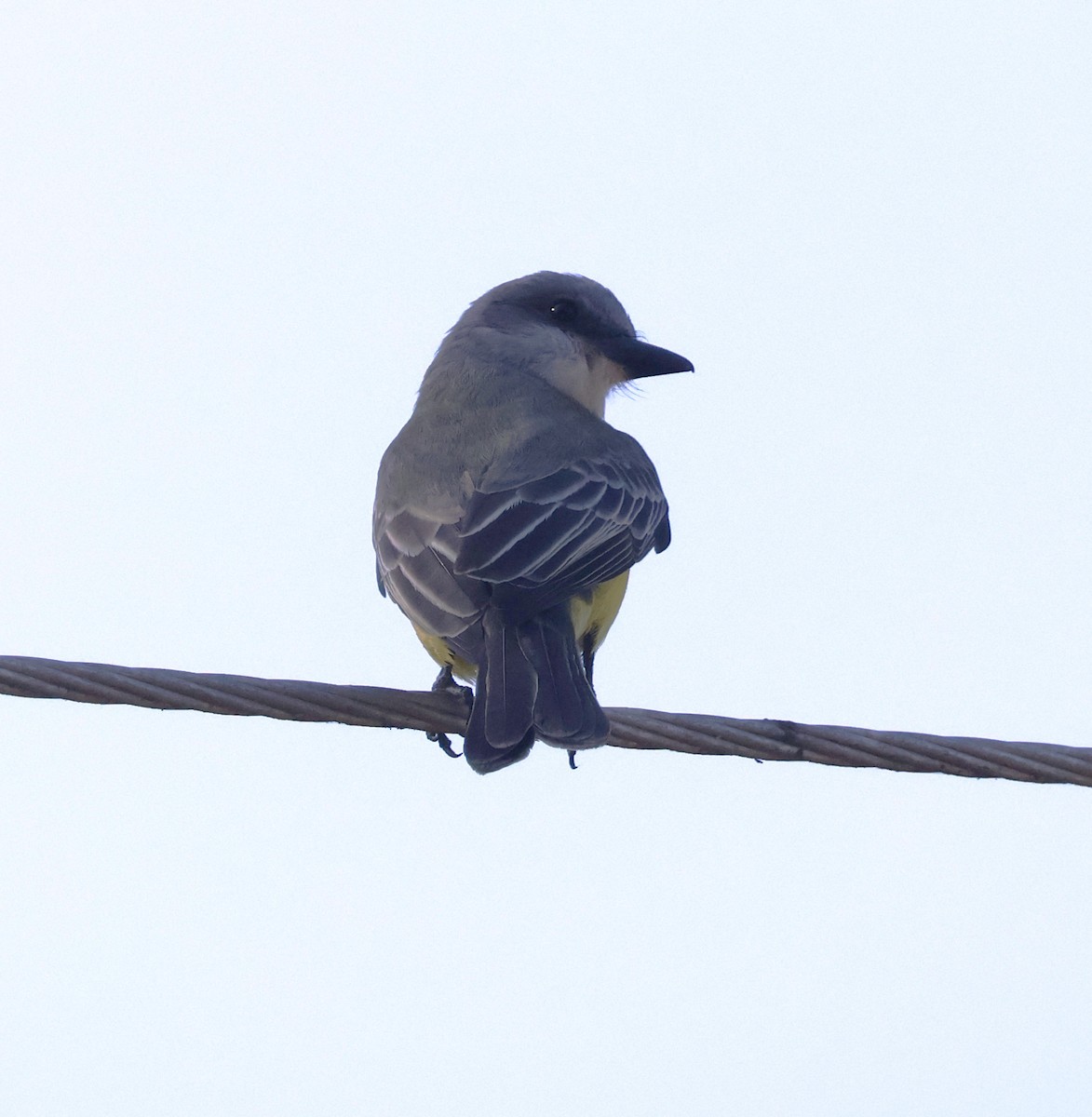 Tropical Kingbird - ML630634539