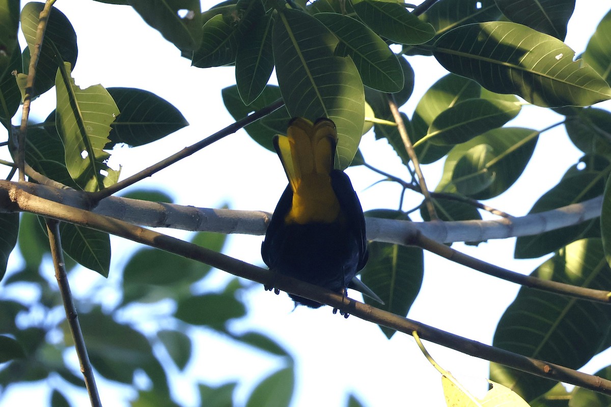 Yellow-winged Cacique - ML630634553