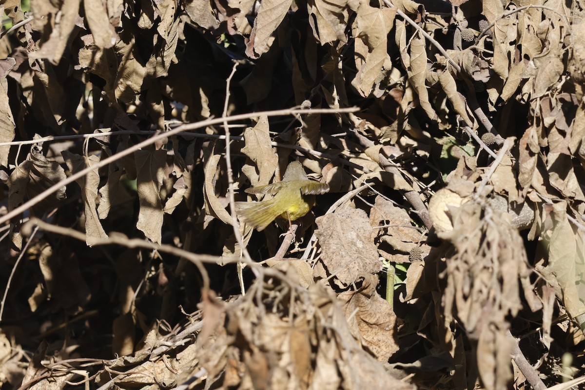 MacGillivray's Warbler - ML630634584