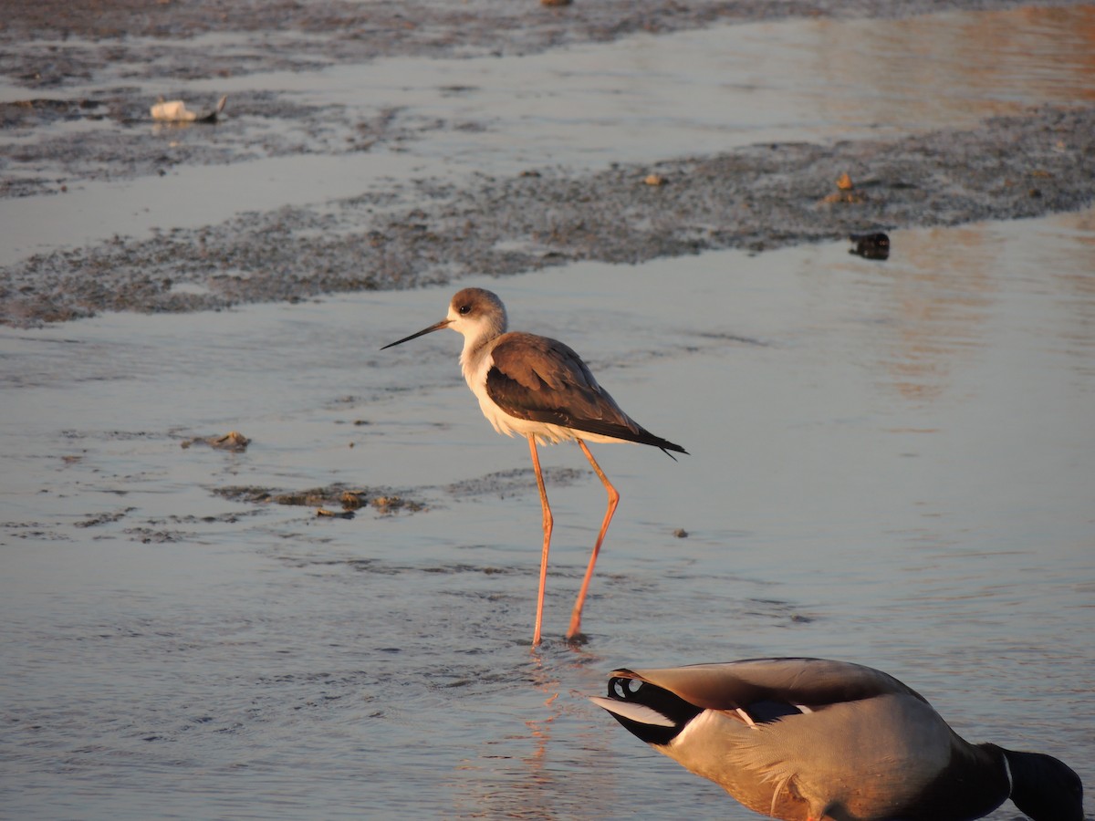 Эгэл хилэн жигүүр - ML630634595