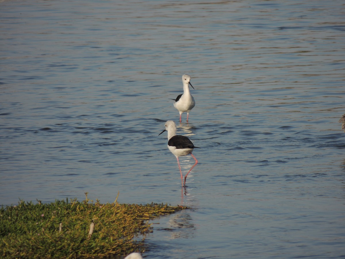 Эгэл хилэн жигүүр - ML630634596