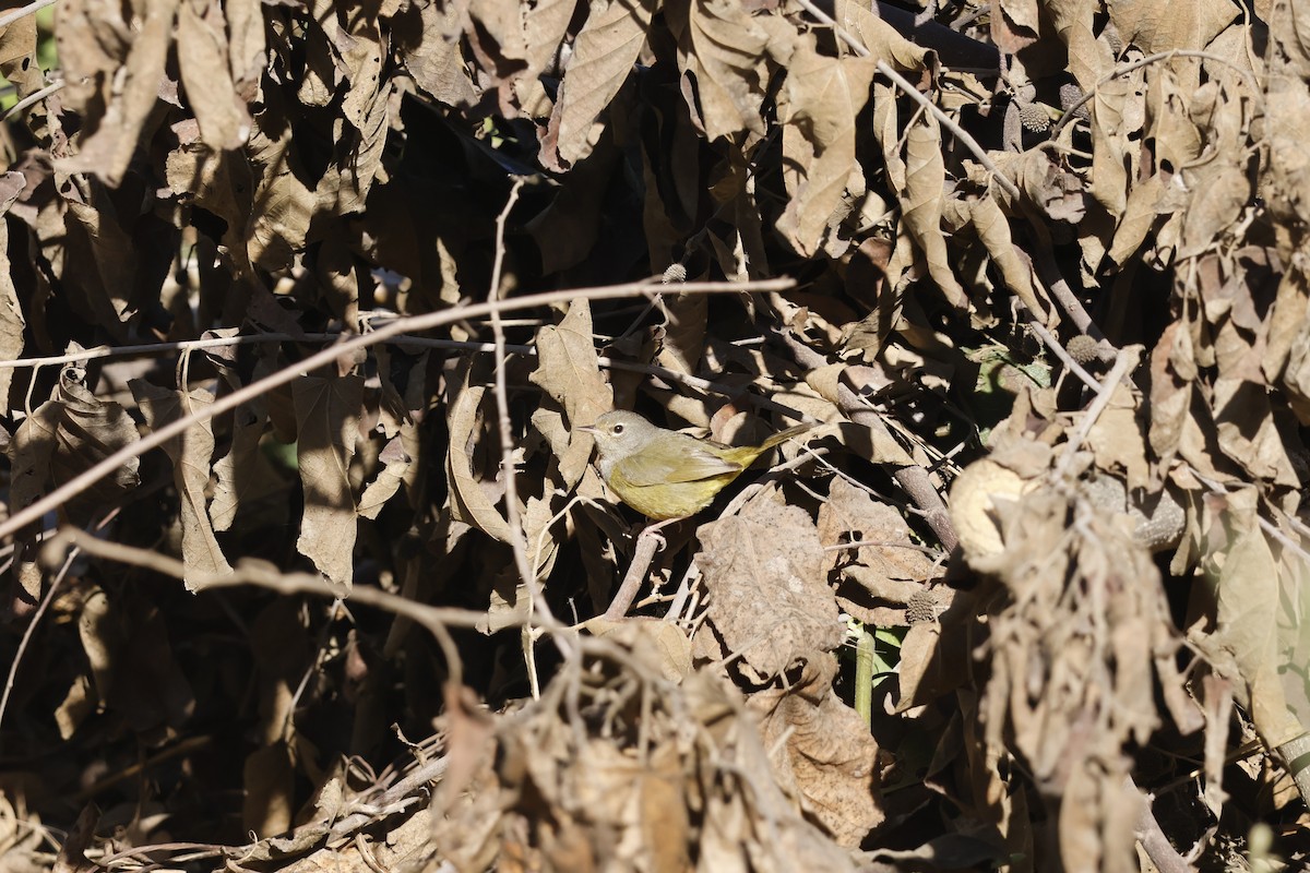 MacGillivray's Warbler - ML630634627