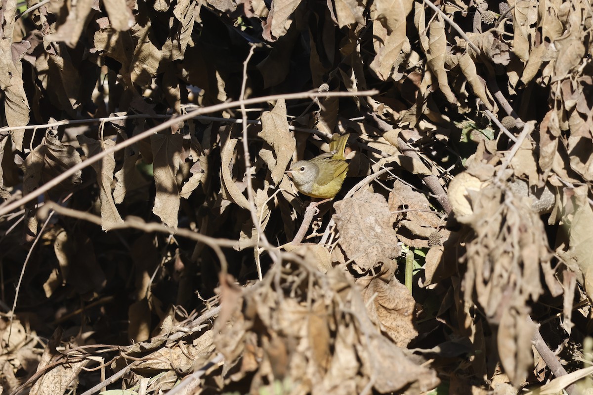 MacGillivray's Warbler - ML630634628