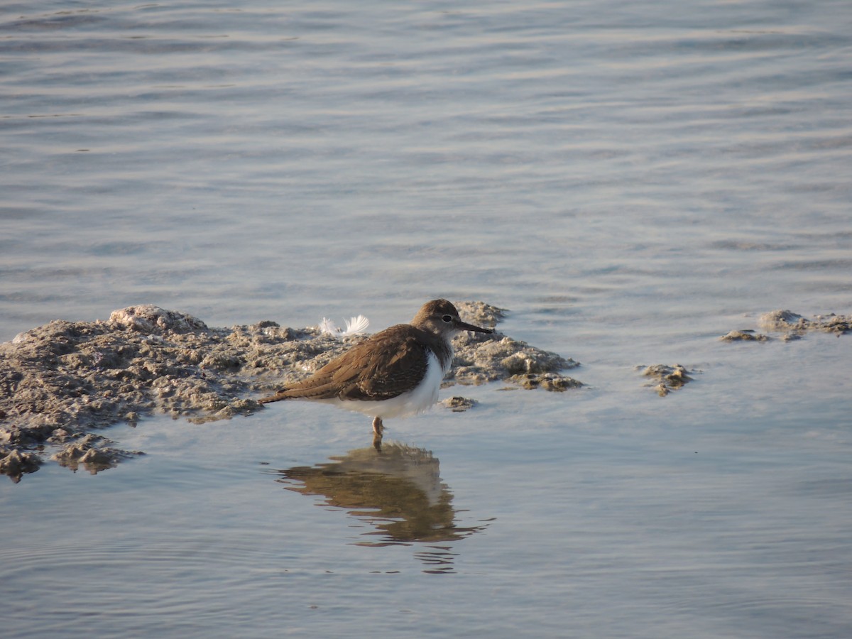 Хайргын хөгчүү - ML630634660