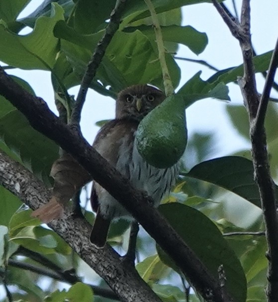 Ferruginous Pygmy-Owl - ML630634717
